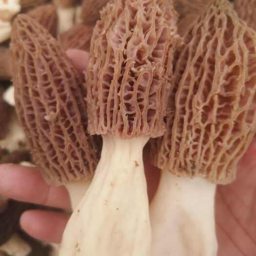 东至县羊肚菌