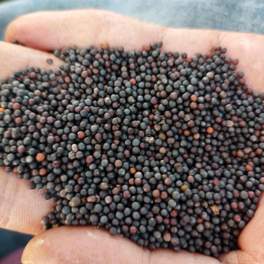 康保县油菜籽果粒宝满，油色金黄，含油四十三个，本地产