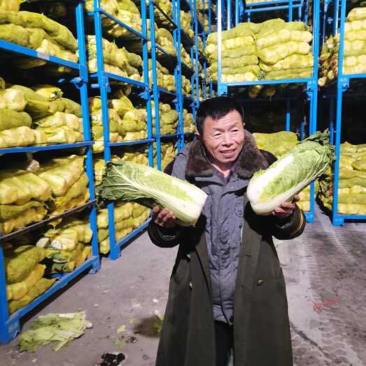 金乡县大白菜