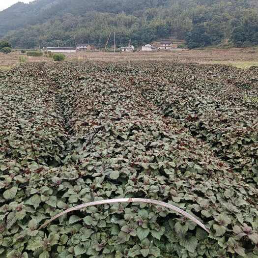 岑溪市冬季种植的紫苏，无花，叶大枝嫩