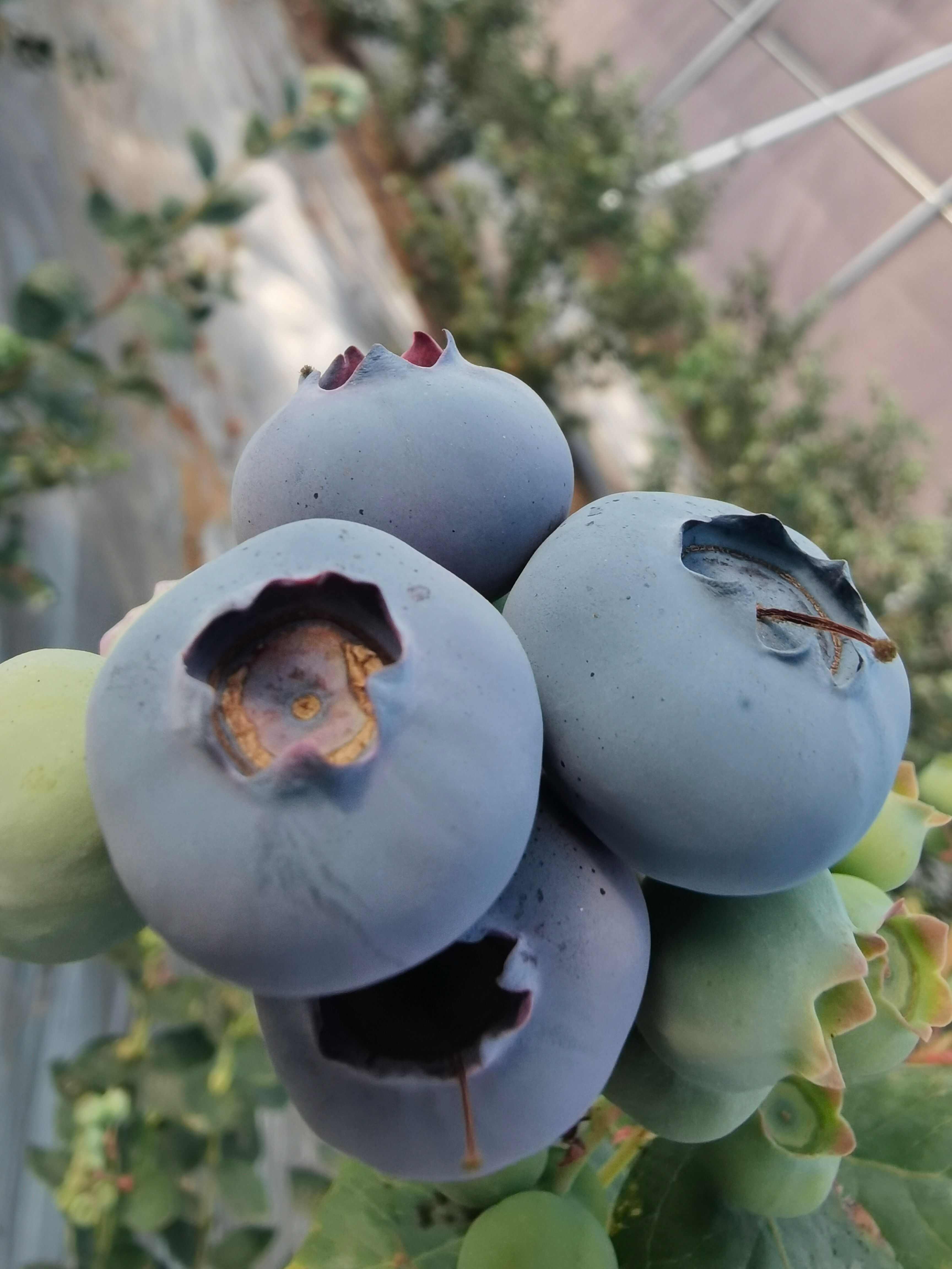 蓝莓