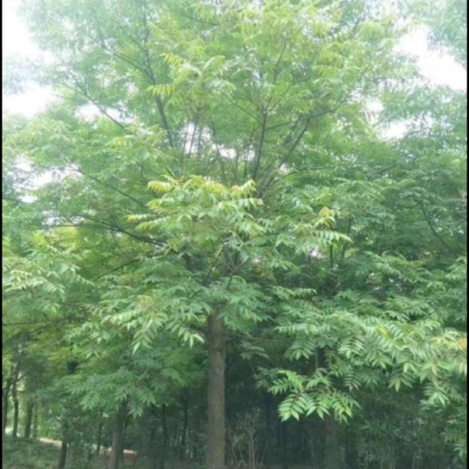 长沙南酸枣