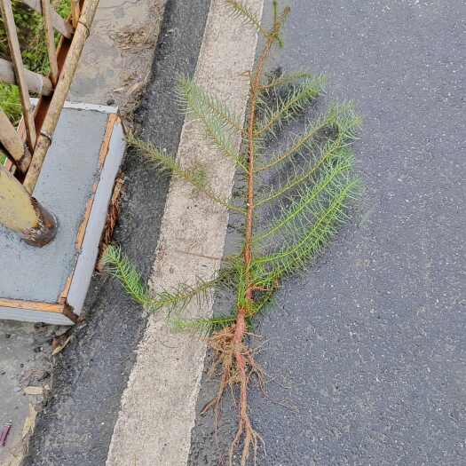 资兴市杉树苗大量供应