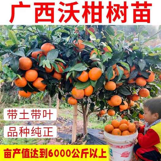 兴业县广西沃柑树苗武鸣嫁接无核籽091南北种植香橙正宗桔橘子果树苗