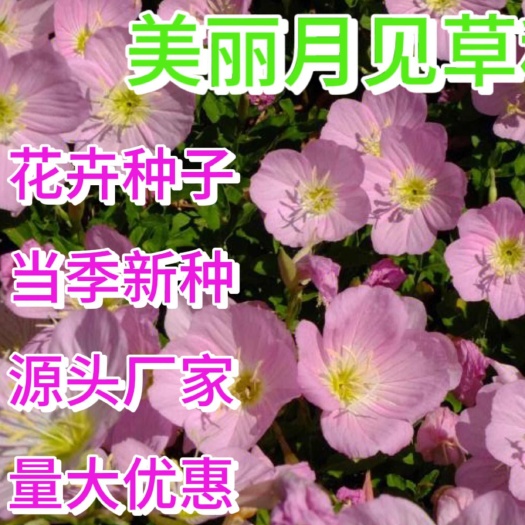 美丽月见草花种子阳台盆栽室外花海多年生耐寒花种四季种开花不断