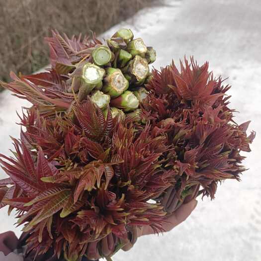 香椿菜红油香椿芽