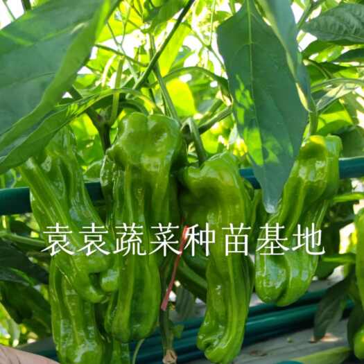 眉山菜青椒苗，薄皮