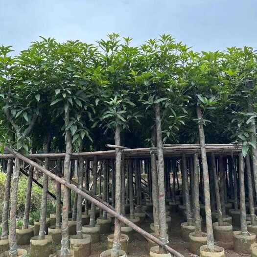 揭阳绿化芒果3-8分出售