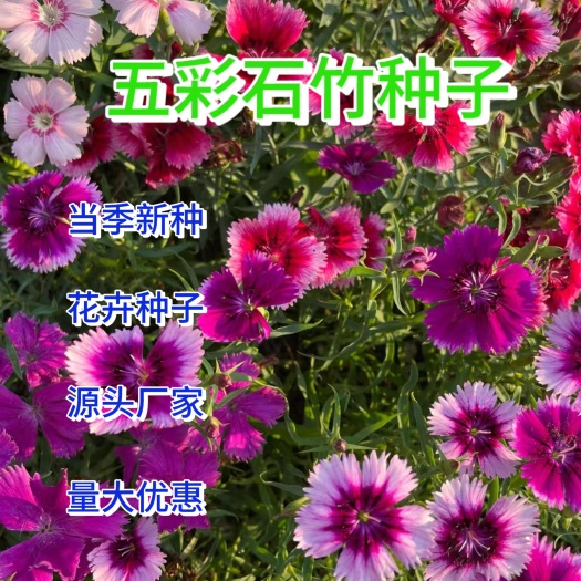 五彩石竹花种子须苞石竹室内盆栽多年生花卉庭院室外花种子