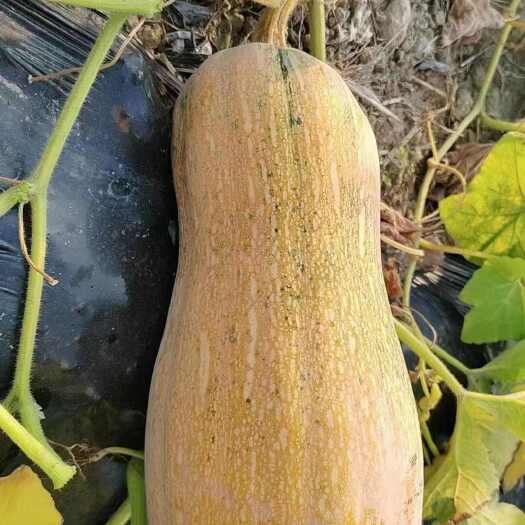 勐腊县老南瓜
