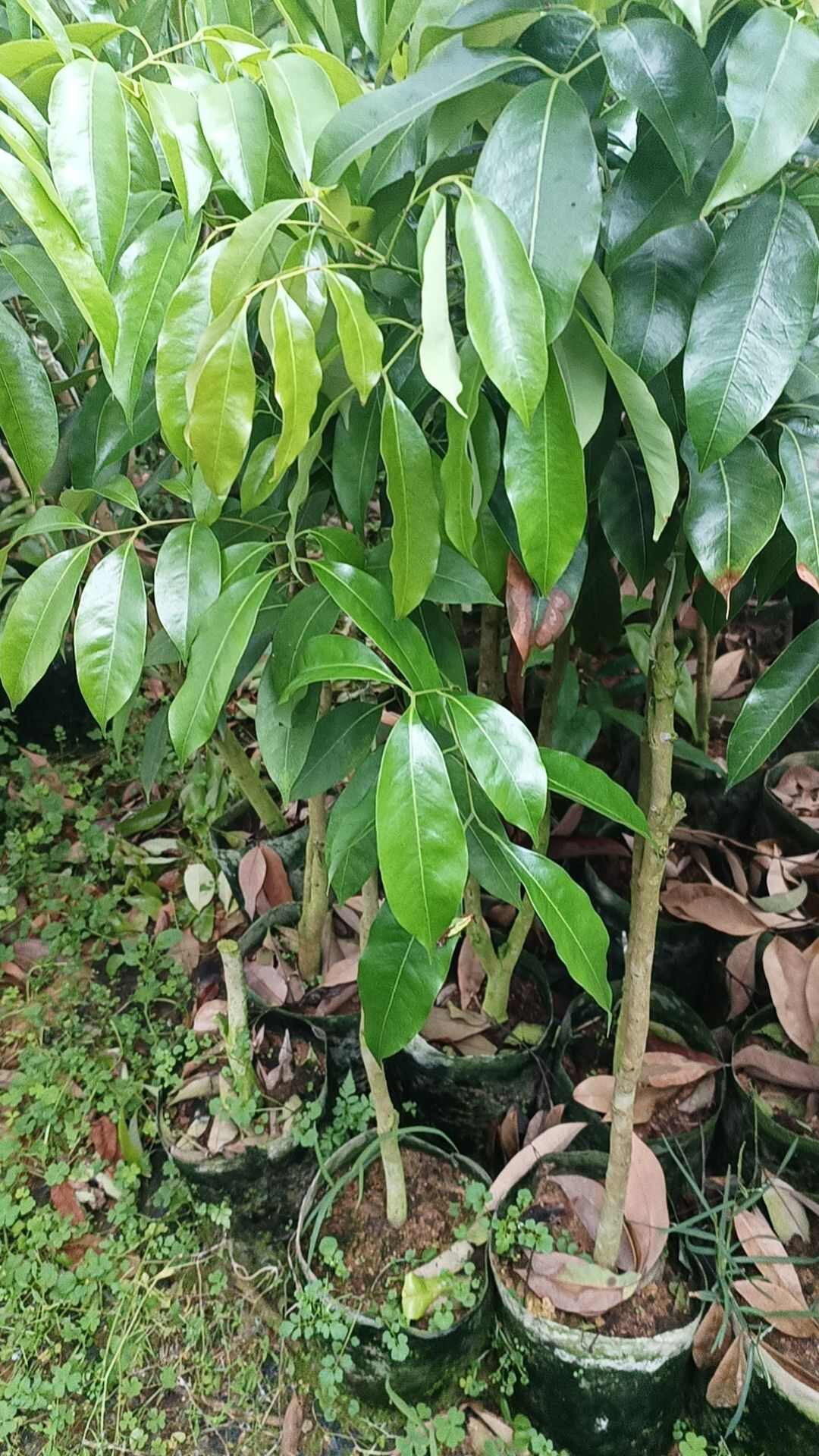 冰荔嫁接苗