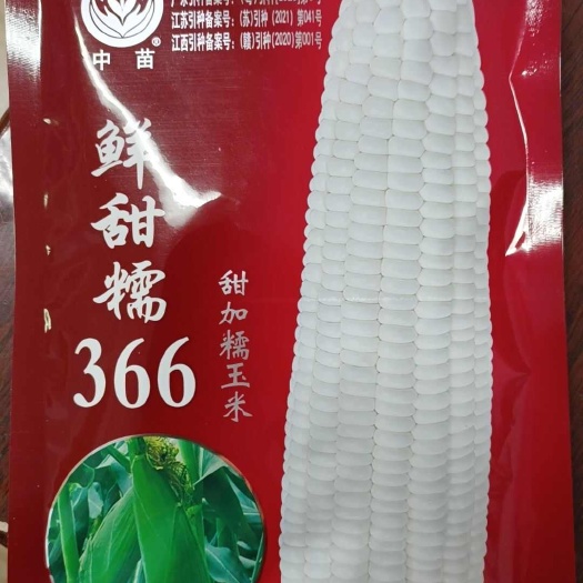 宿迁中苗鲜甜糯366甜糯玉米种子白甜糯 早熟甜加糯鲜食玉米种子