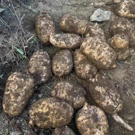云南昭通彝良小草坝精品天麻精选产区天麻批发防天麻美味营养