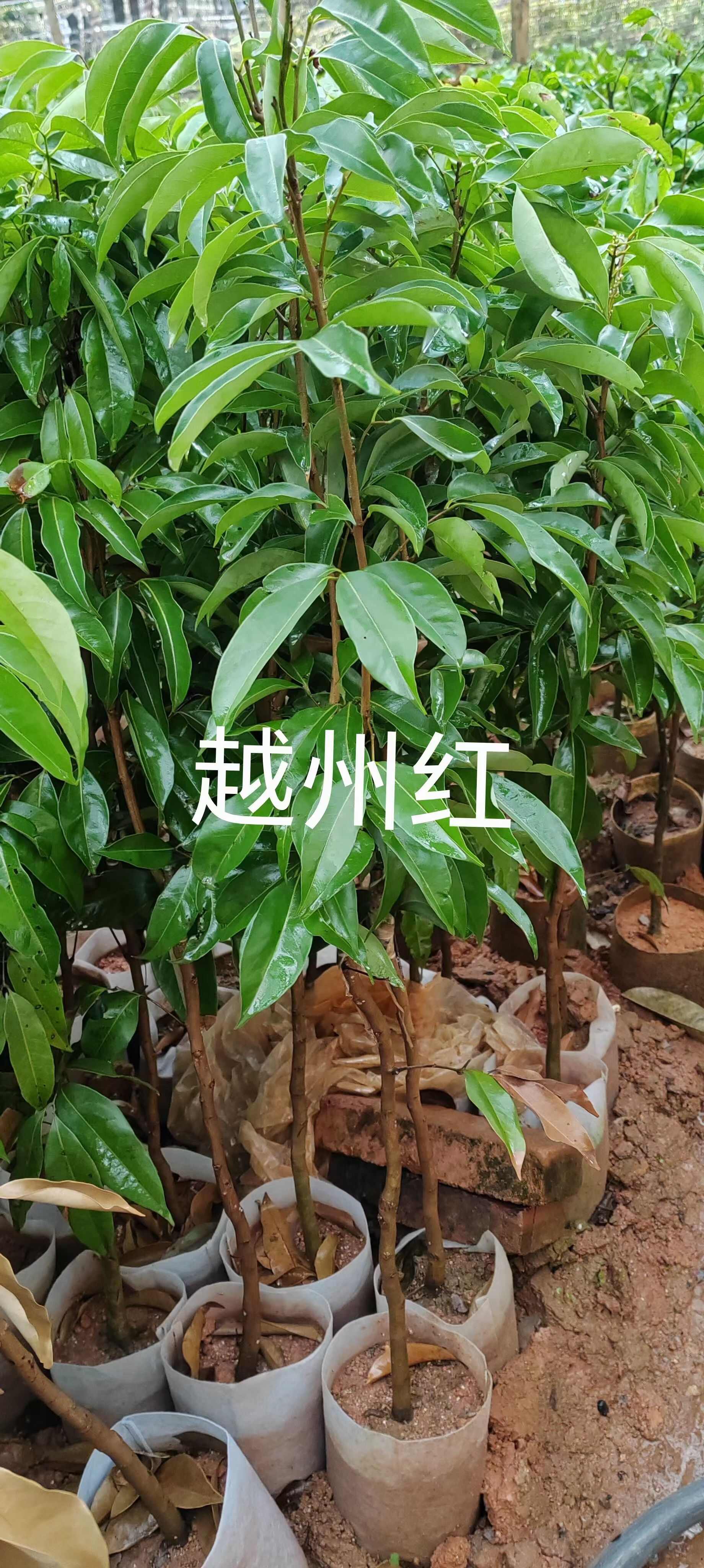 冰荔嫁接苗