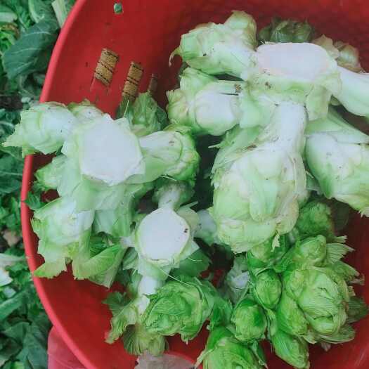 成都四川儿菜，棒菜持续供货