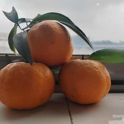 青神县青神晚露，个头大，颜色鲜亮，味道好。