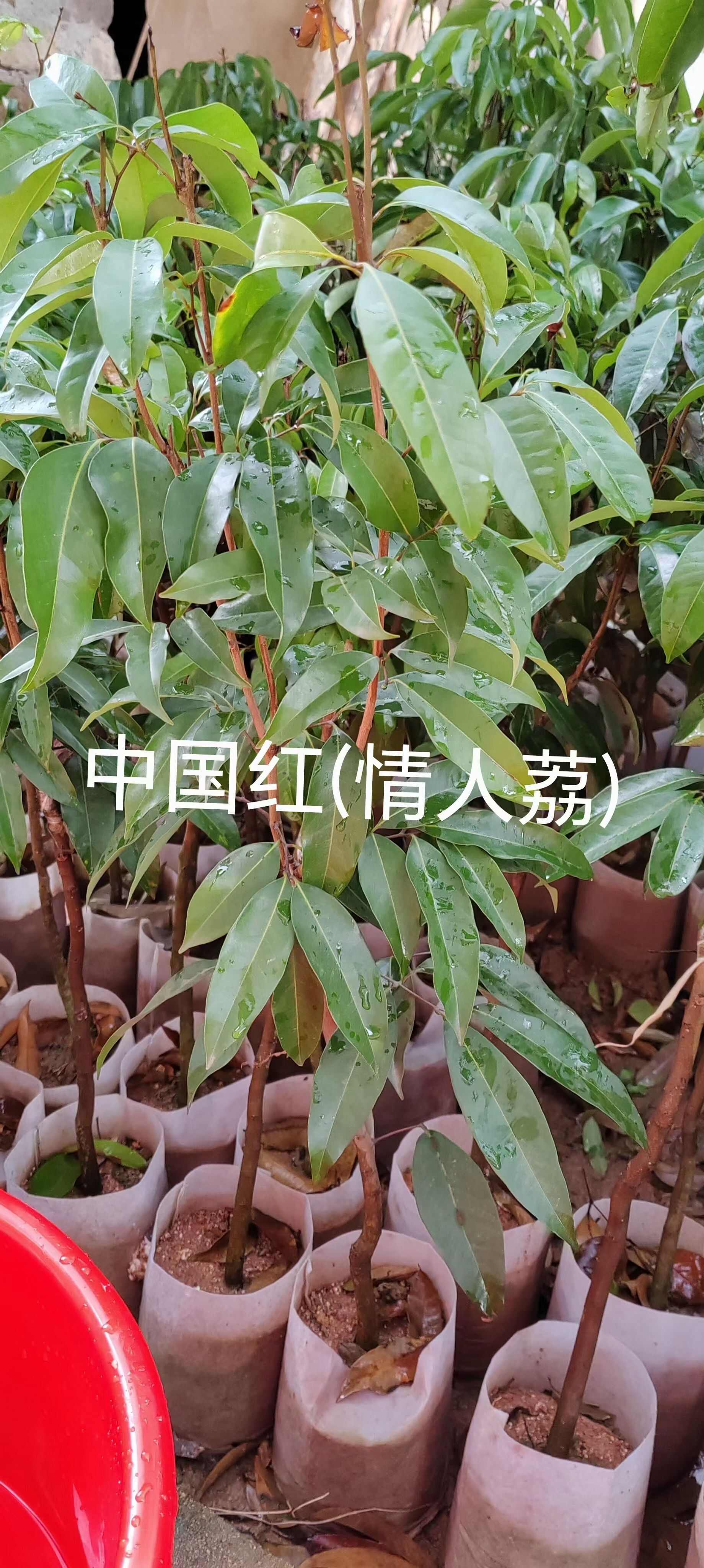 冰荔嫁接苗