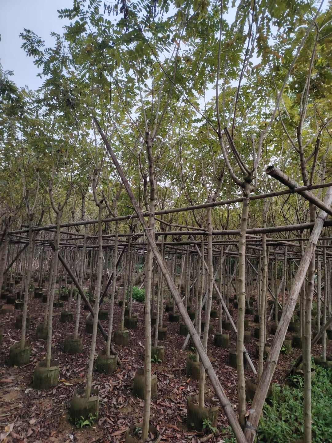 黄槐3-5分大量出售