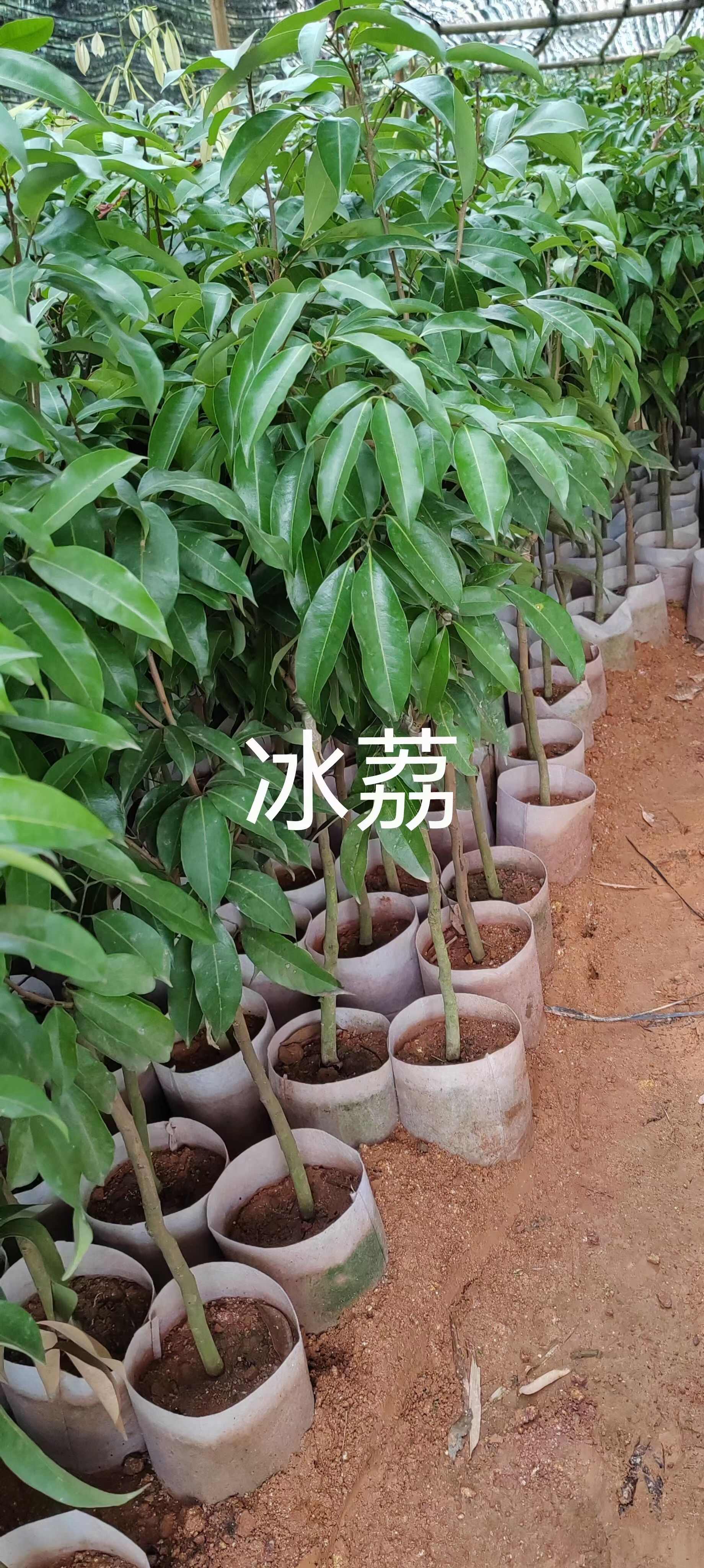 冰荔嫁接苗