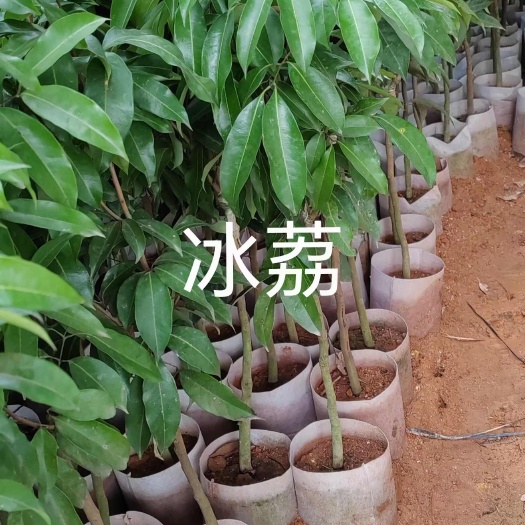 灵山县冰荔嫁接苗