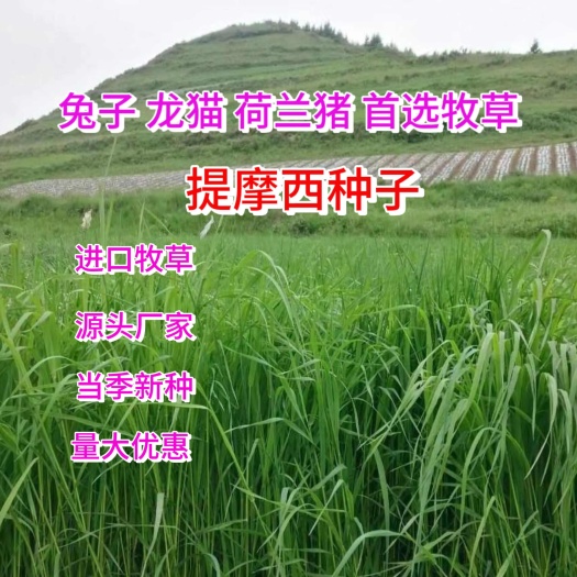 提摩西种子猫尾草草种子兔子草龙猫荷兰猪牧草提摩西草籽四季牧草
