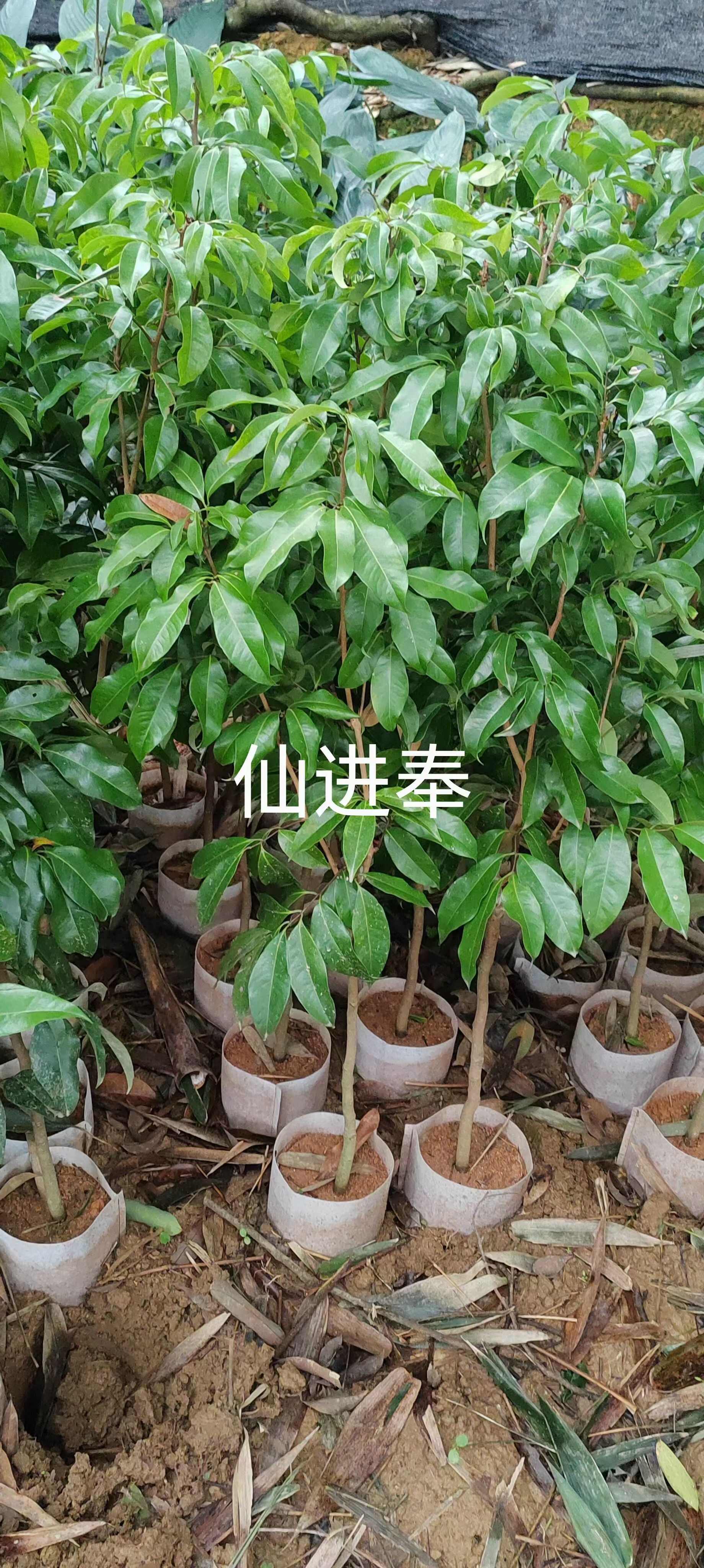 冰荔嫁接苗