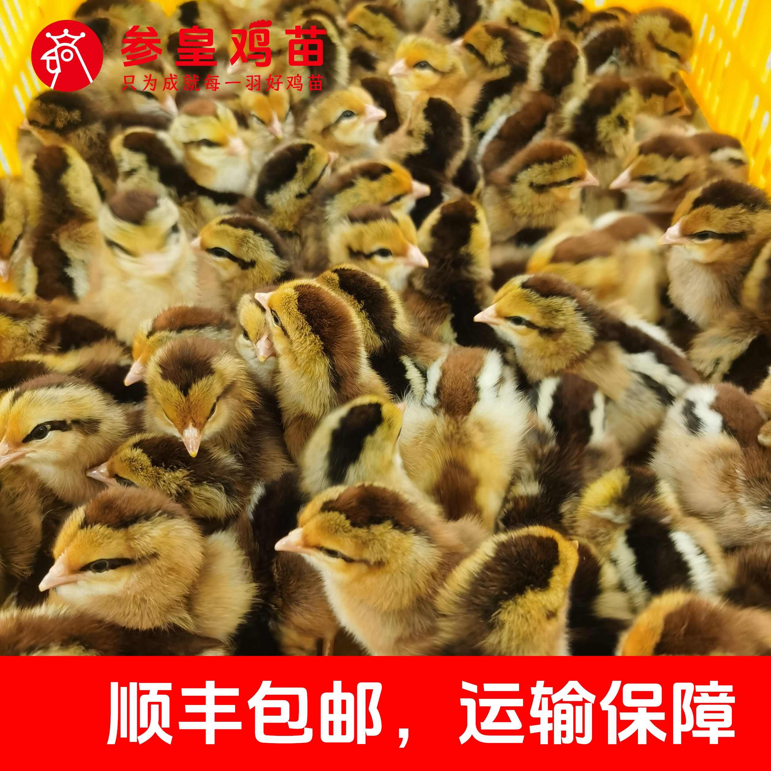 参皇清远麻公苗