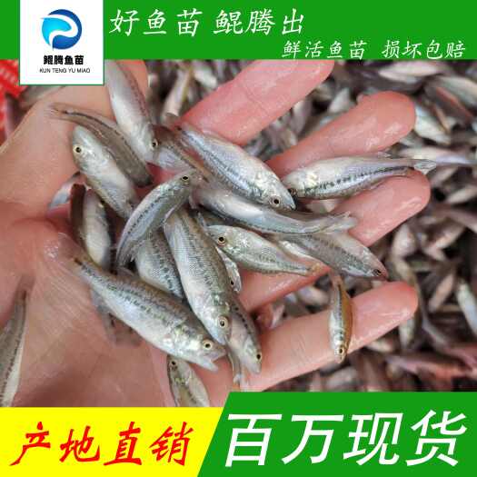 广州加州鲈鱼苗 产地直销直供 全国发货