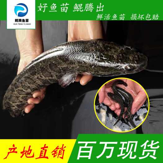 广州优质黑鱼苗 淡水养殖存活率高 适应能力强