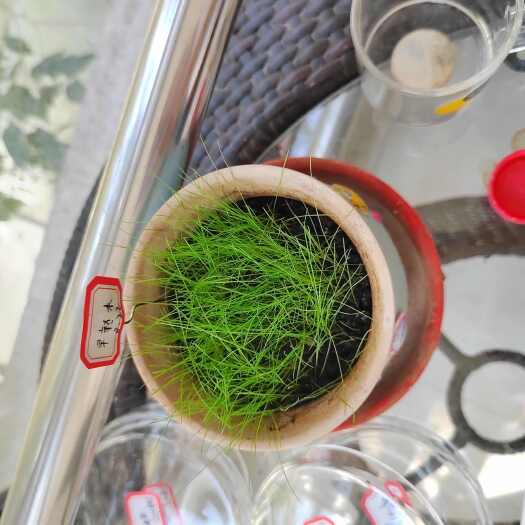 兰州早熟禾种子