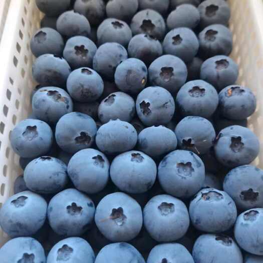 莒县蓝莓产地直发，各种规格，保质保量