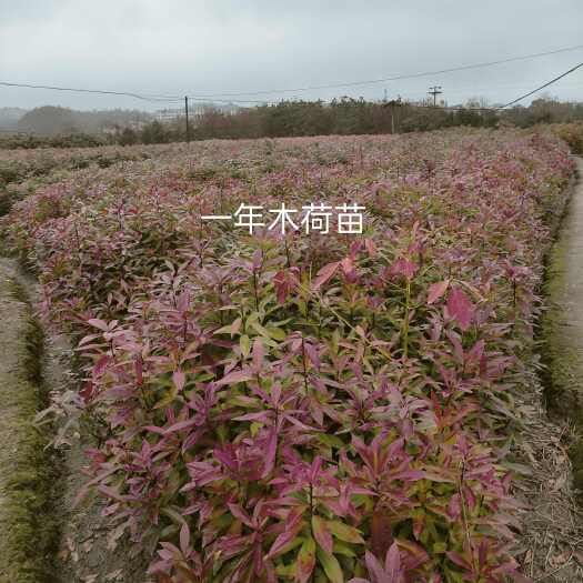 奉新县木荷苗
