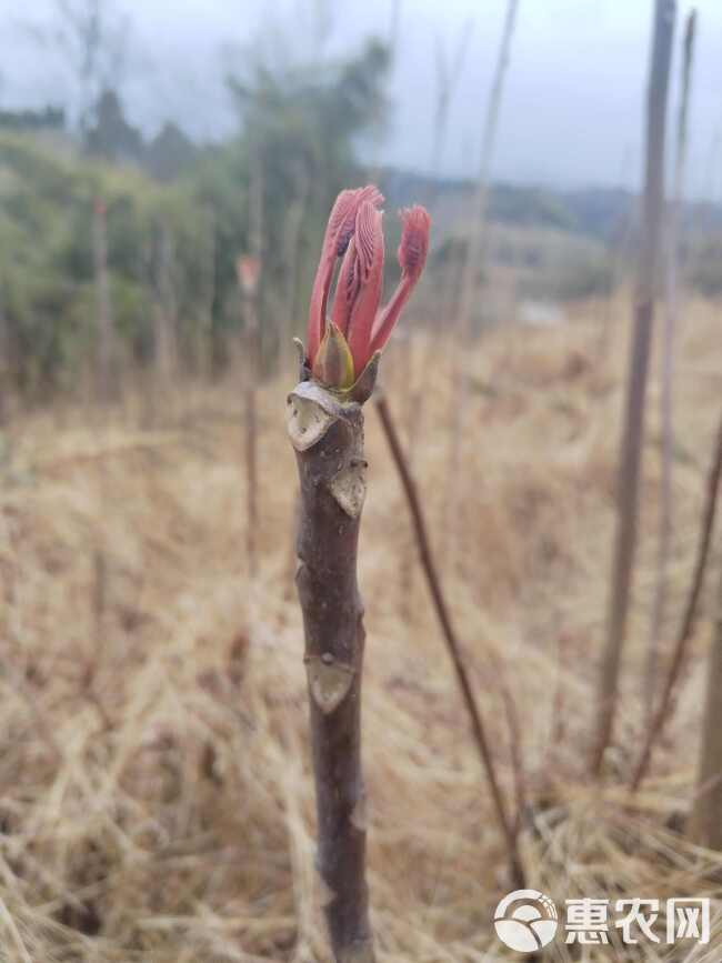 香椿芽开始预售了，估计在3月几号开始采摘了