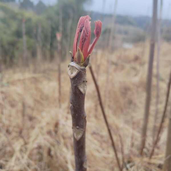 香椿芽开始预售了，估计在3月几号开始采摘了