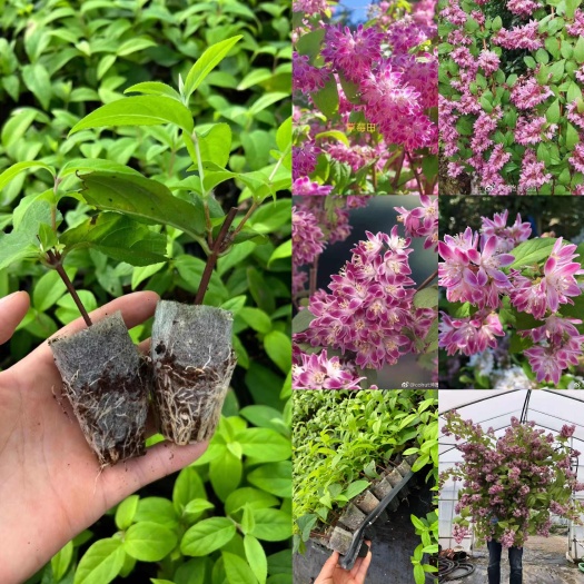 昆明新手易爆花品种，溲疏中的品种粉色草莓田种苗，白色罗切斯特