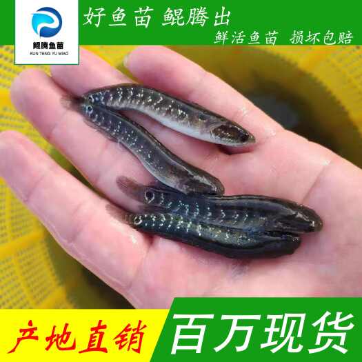 广州七星鱼苗 优质好苗 人工养殖 产地直发 全国可售