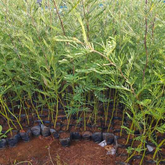 宜良县圣诞树  云南圣诞树   圣诞树种植销售