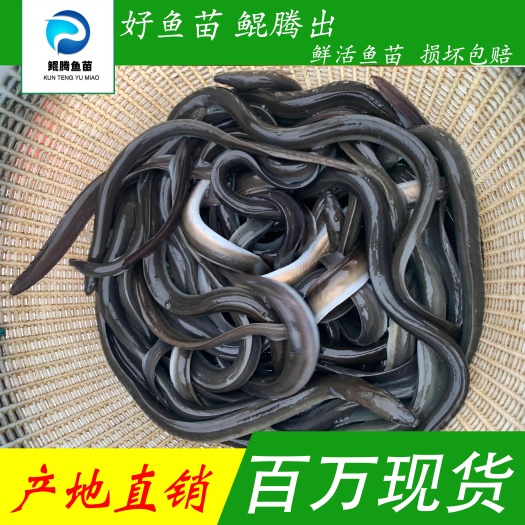 广州优质白鳗鱼苗 产地直销直供 一手货源