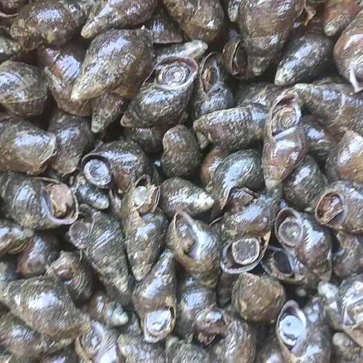 靖西市清水螺 纽螺大量有货