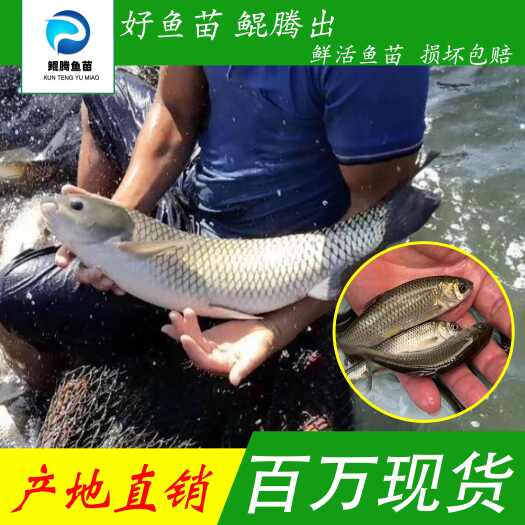 广州草鱼苗 人工养殖 驯化鱼苗 技术指导 全国可售