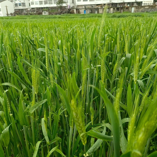 小麦