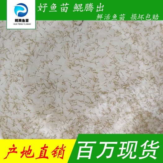 广州优选加州鲈鱼水花苗 产地直销直供