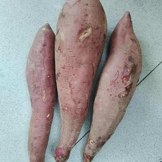 西安红薯土豆批发零售