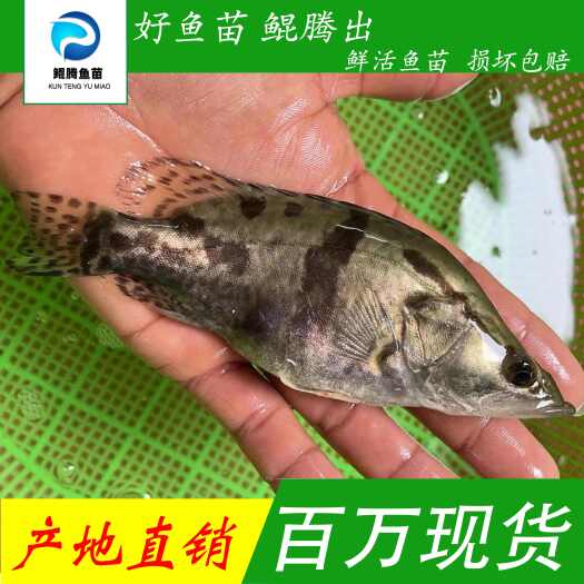广州优选桂花鱼苗 淡水养殖 产地直销直供 全国发货