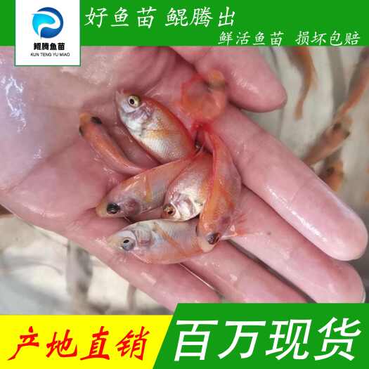 广州优质红罗非鱼苗 产地直销直供 一手货源