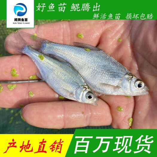 广州优质武昌鳊鱼苗 淡水养殖 全国发货