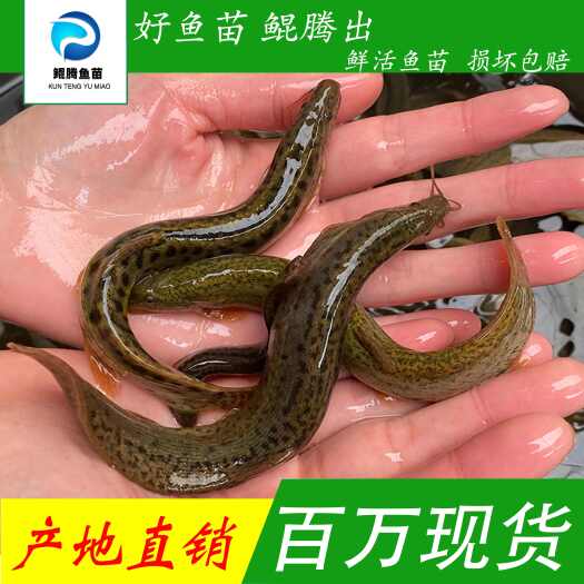 广州优质泥鳅鱼苗 产地直销直供 淡水养殖