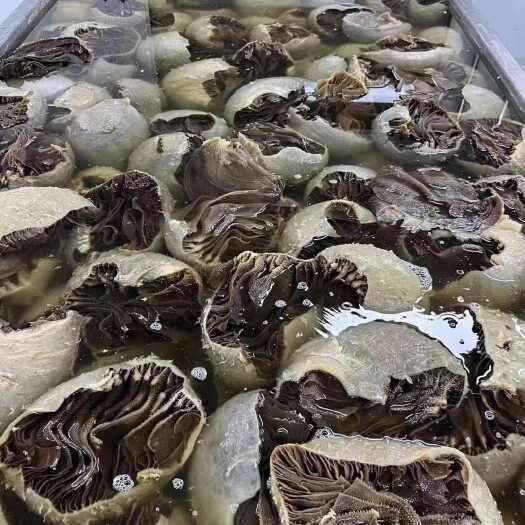 成都黑毛肚