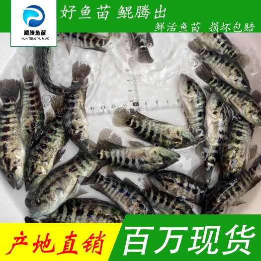 广州优选淡水石斑鱼苗 产地直销直供 全国发货