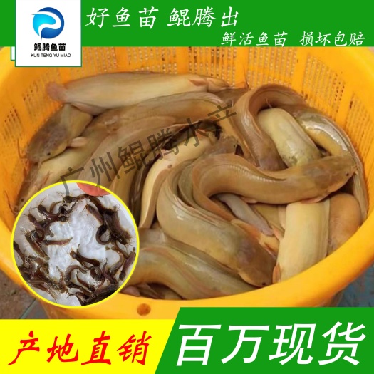 广州塘鲺鱼苗 场地直销直供 淡水养殖